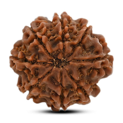 8 Mukhi Rudraksha (Nepal) 22.72 M.M.