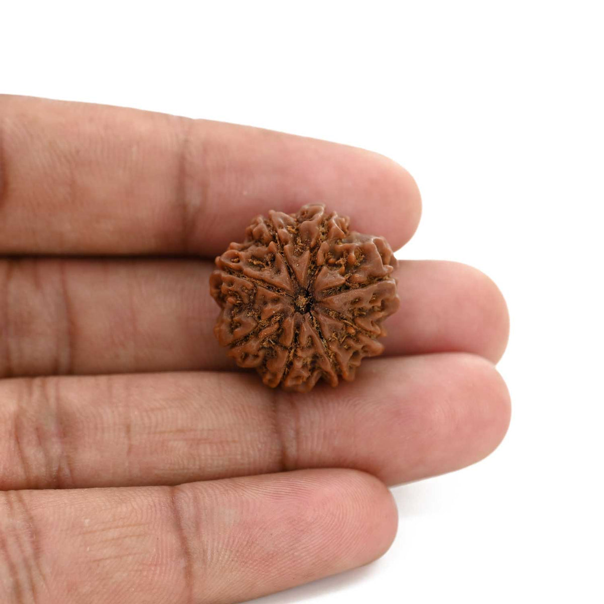 8 Mukhi Rudraksha (Nepal) 22.72 M.M.