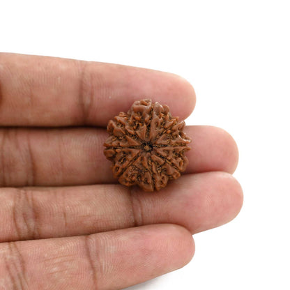 8 Mukhi Rudraksha (Nepal) 22.72 M.M.