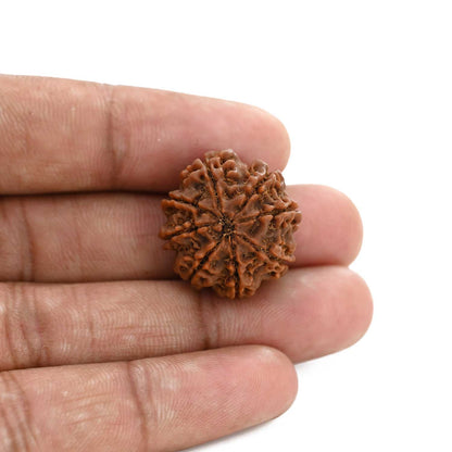 8 Mukhi Rudraksha (Nepal) 22.72 M.M.