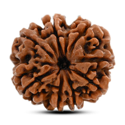 8 Mukhi Rudraksha (Nepal) 22.21 M.M.