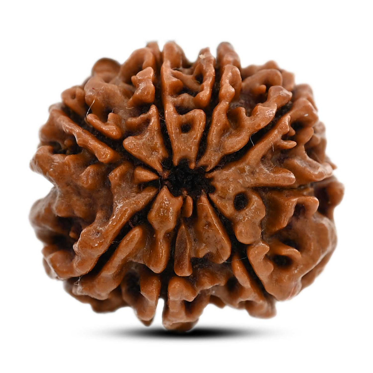8 Mukhi Rudraksha (Nepal) 22.21 M.M.
