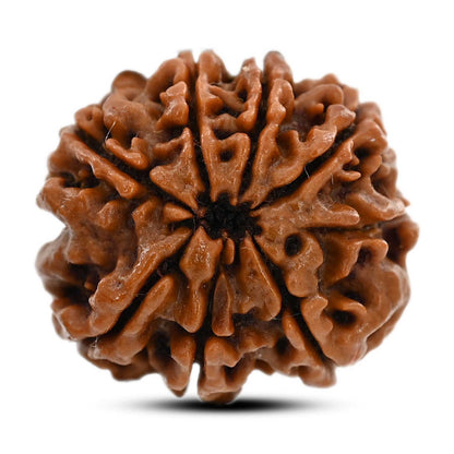 8 Mukhi Rudraksha (Nepal) 22.21 M.M.