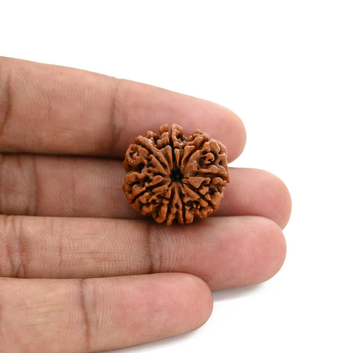 8 Mukhi Rudraksha (Nepal) 22.21 M.M.