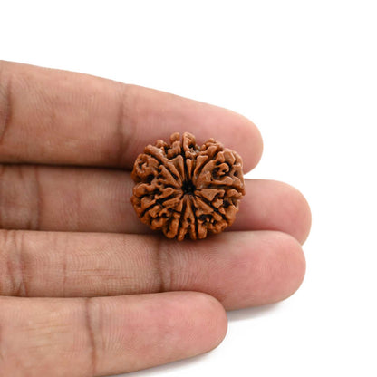 8 Mukhi Rudraksha (Nepal) 22.21 M.M.