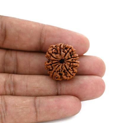 8 Mukhi Rudraksha (Nepal) 22.21 M.M.