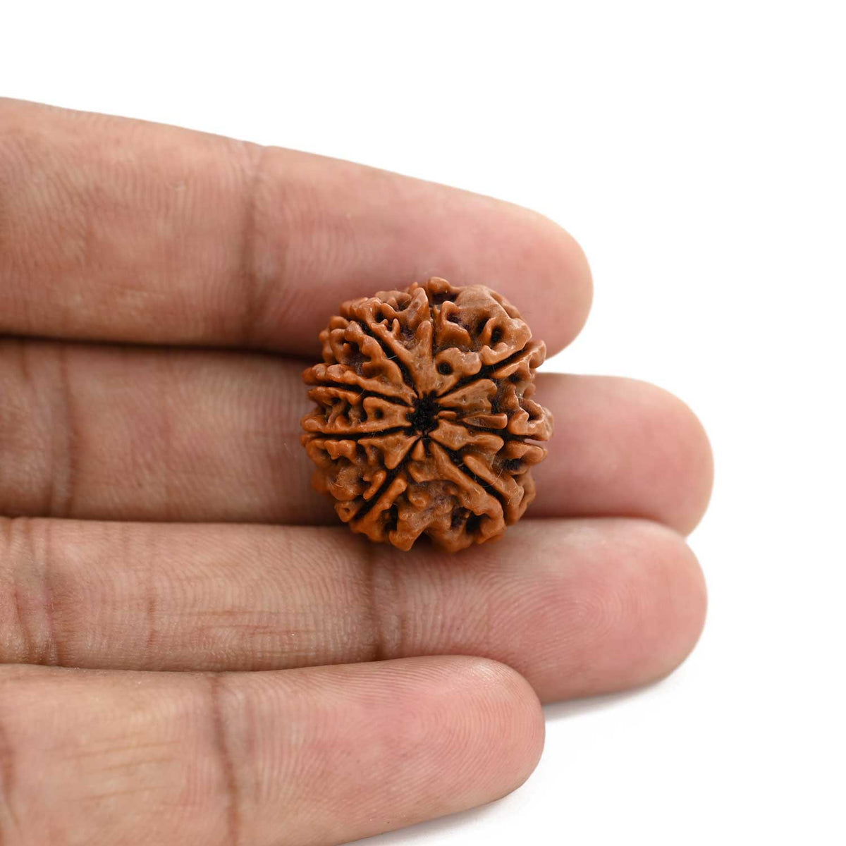 8 Mukhi Rudraksha (Nepal) 22.21 M.M.