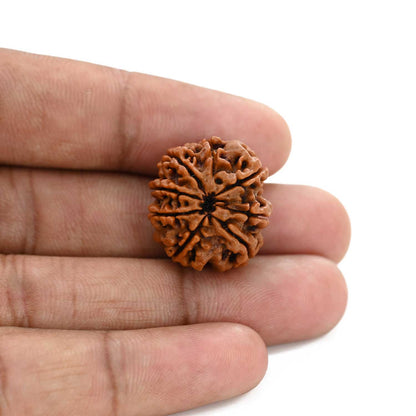 8 Mukhi Rudraksha (Nepal) 22.21 M.M.