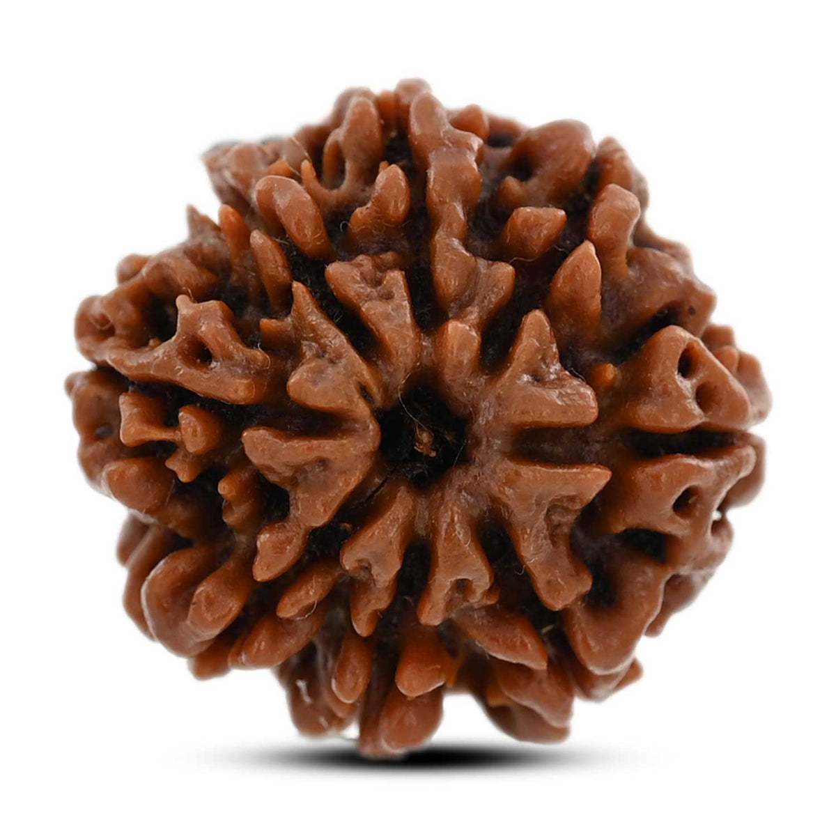 8 Mukhi Rudraksha (Nepal) 22.22 M.M.