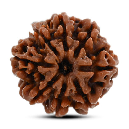 8 Mukhi Rudraksha (Nepal) 22.22 M.M.