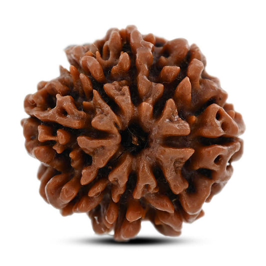 8 Mukhi Rudraksha (Nepal) 22.22 M.M.