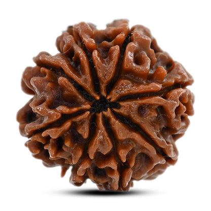 8 Mukhi Rudraksha (Nepal) 22.22 M.M.