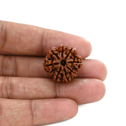 8 Mukhi Rudraksha (Nepal) 22.22 M.M.