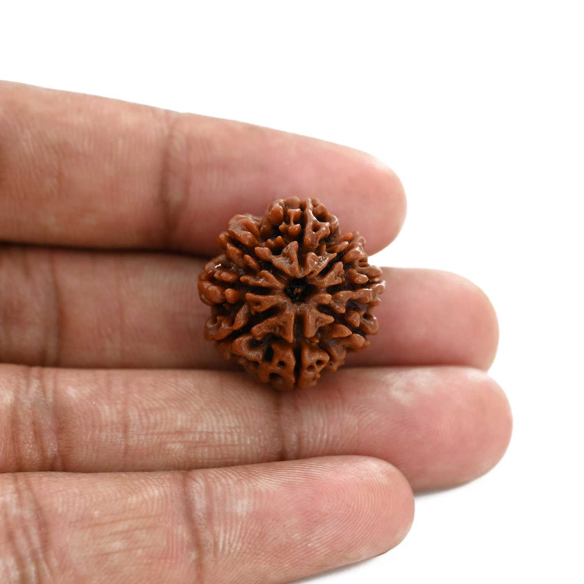 8 Mukhi Rudraksha (Nepal) 22.22 M.M.