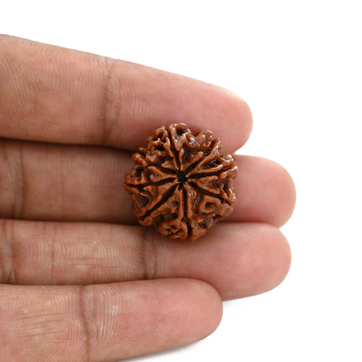 8 Mukhi Rudraksha (Nepal) 22.22 M.M.