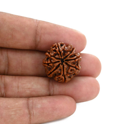 8 Mukhi Rudraksha (Nepal) 22.22 M.M.