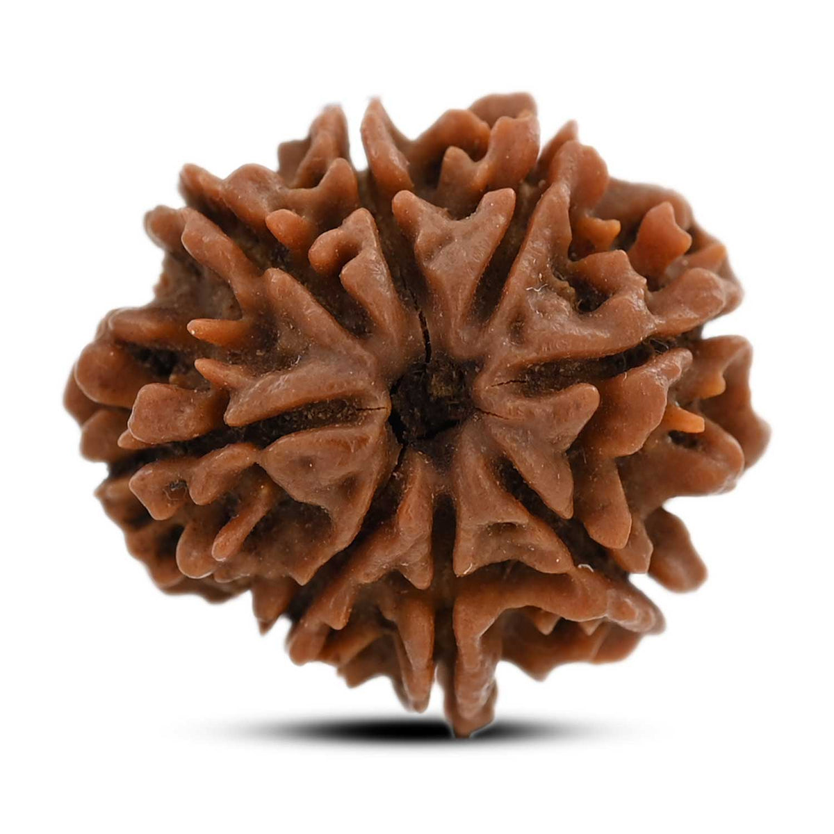 8 Mukhi Rudraksha (Nepal) 22.5 M.M.