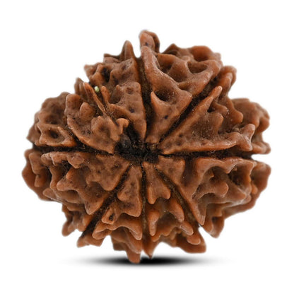 8 Mukhi Rudraksha (Nepal) 22.5 M.M.