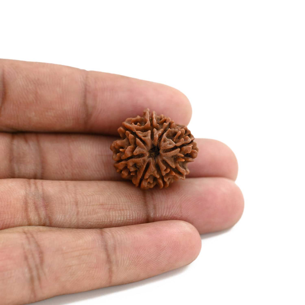 8 Mukhi Rudraksha (Nepal) 22.5 M.M.