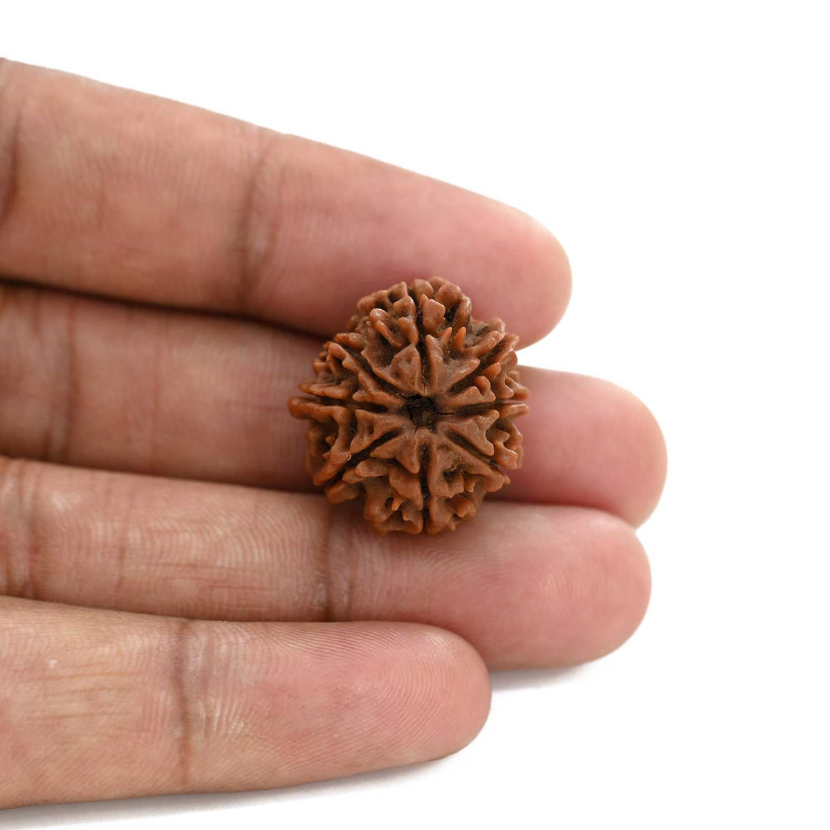 8 Mukhi Rudraksha (Nepal) 22.5 M.M.
