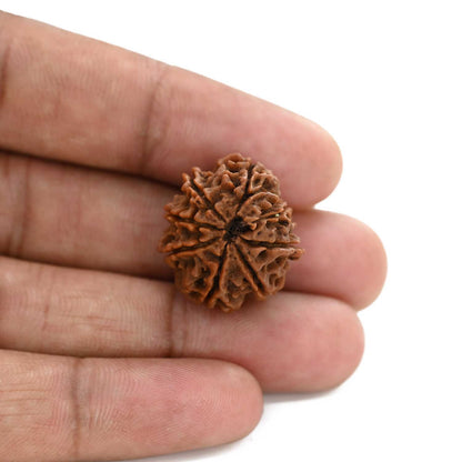 8 Mukhi Rudraksha (Nepal) 22.5 M.M.