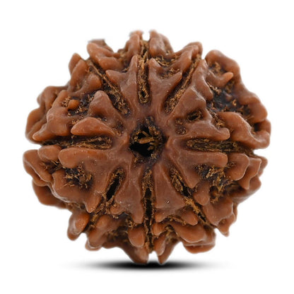 8 Mukhi Rudraksha (Nepal) 21.8 M.M.