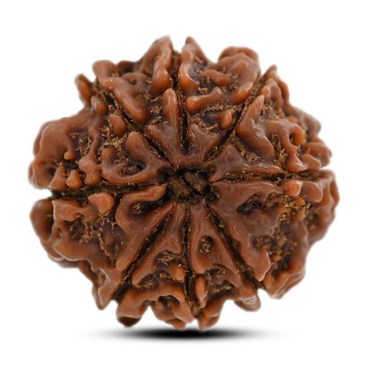 8 Mukhi Rudraksha (Nepal) 21.8 M.M.