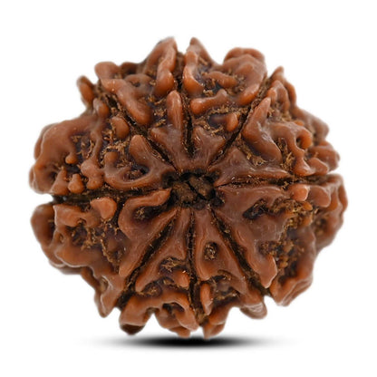 8 Mukhi Rudraksha (Nepal) 21.8 M.M.