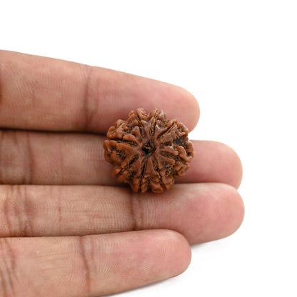8 Mukhi Rudraksha (Nepal) 21.8 M.M.