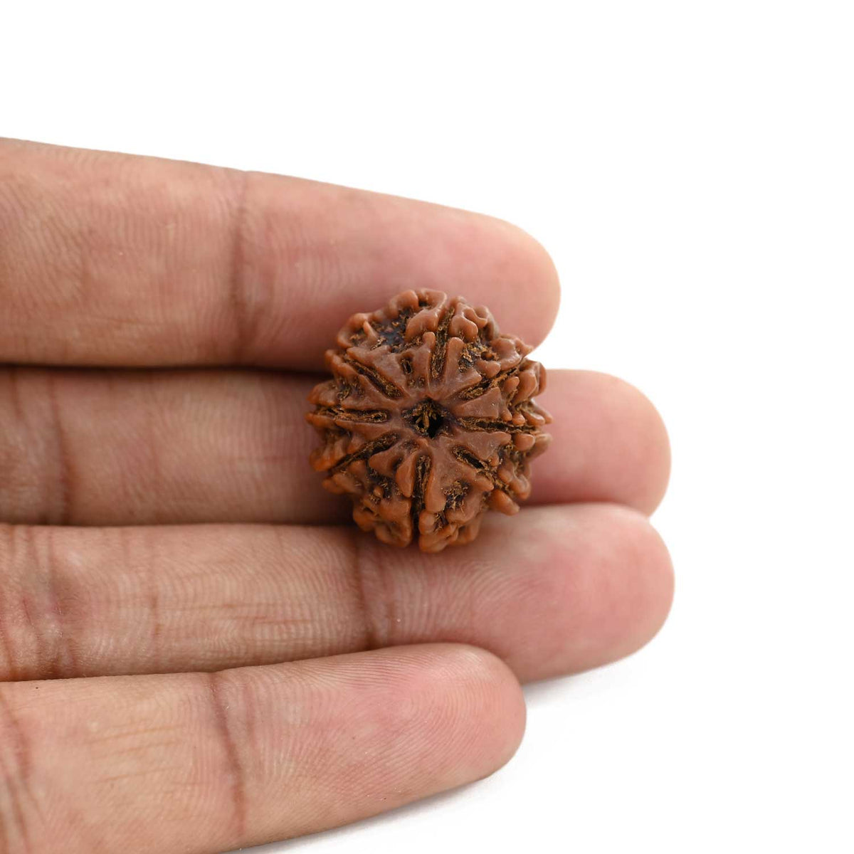8 Mukhi Rudraksha (Nepal) 21.8 M.M.