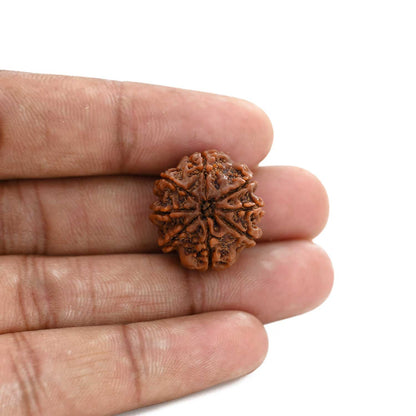 8 Mukhi Rudraksha (Nepal) 21.8 M.M.