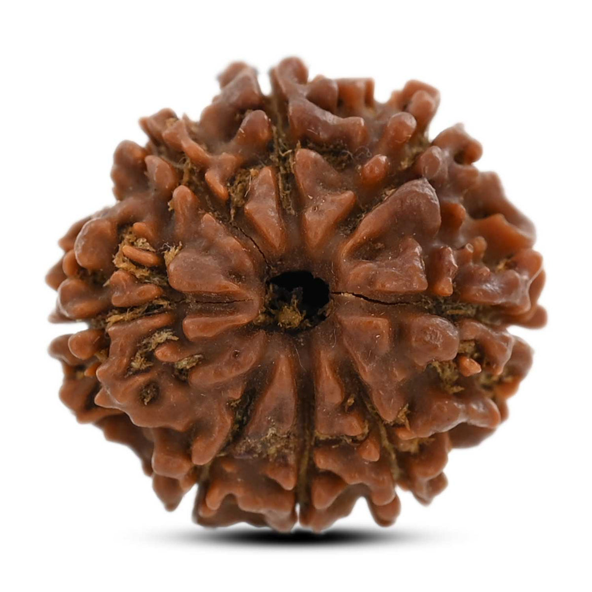 8 Mukhi Rudraksha (Nepal) 21.75 M.M.