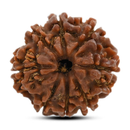 8 Mukhi Rudraksha (Nepal) 21.75 M.M.