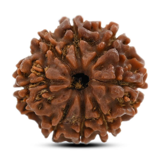 8 Mukhi Rudraksha (Nepal) 21.75 M.M.