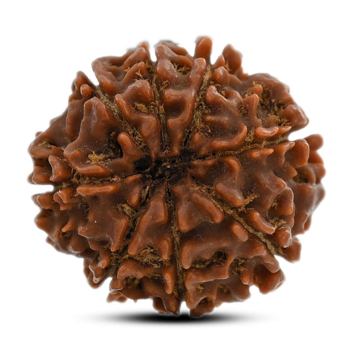 8 Mukhi Rudraksha (Nepal) 21.75 M.M.