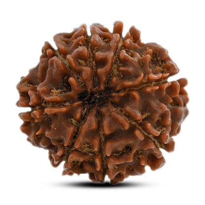 8 Mukhi Rudraksha (Nepal) 21.75 M.M.