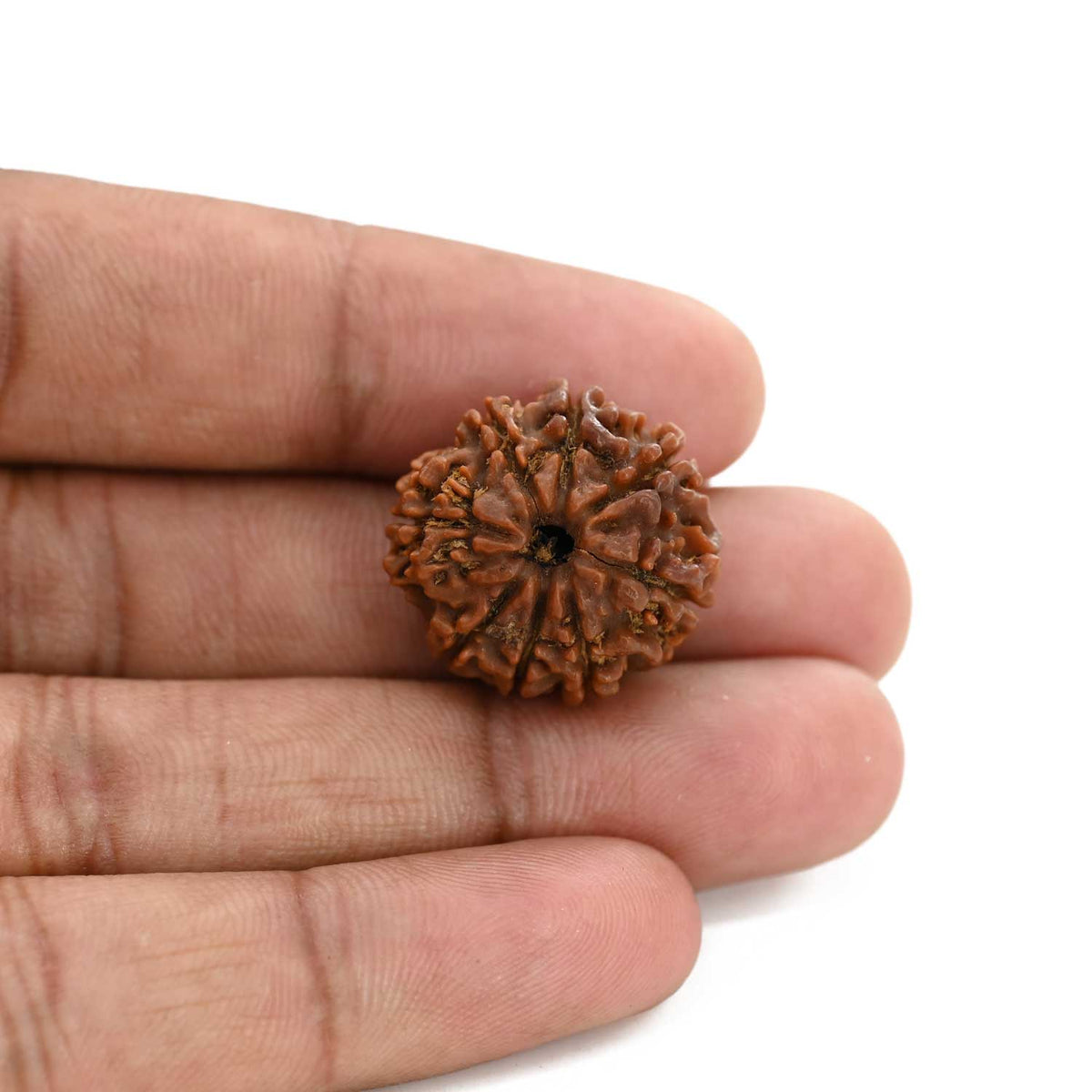 8 Mukhi Rudraksha (Nepal) 21.75 M.M.