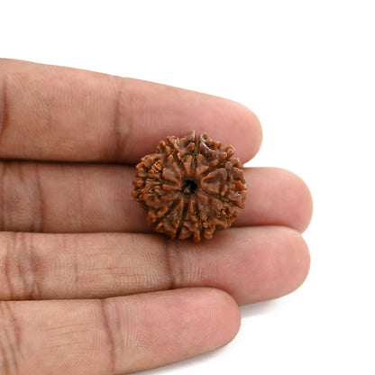 8 Mukhi Rudraksha (Nepal) 21.75 M.M.