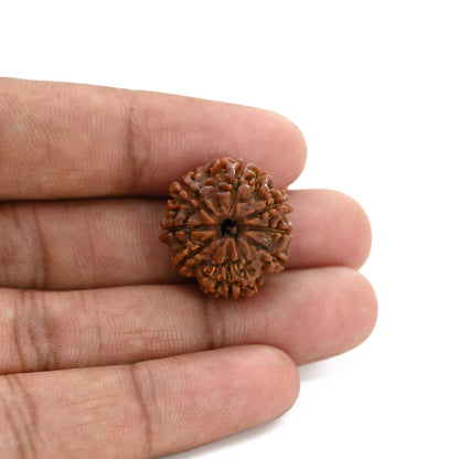 8 Mukhi Rudraksha (Nepal) 21.75 M.M.