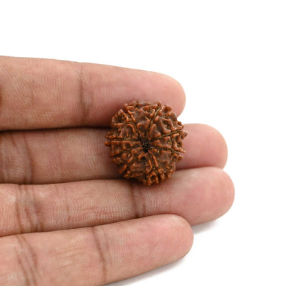 8 Mukhi Rudraksha (Nepal) 21.75 M.M.