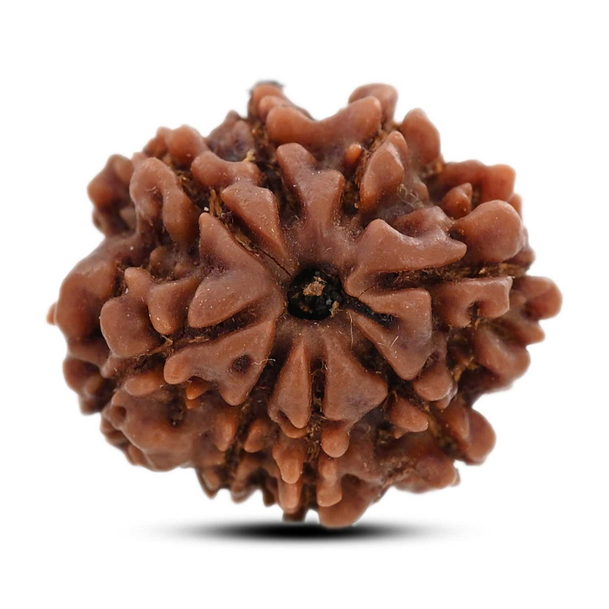 8 Mukhi Rudraksha (Nepal) 22 M.M.
