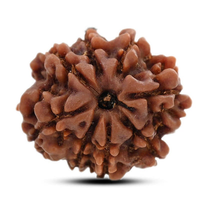 8 Mukhi Rudraksha (Nepal) 22 M.M.