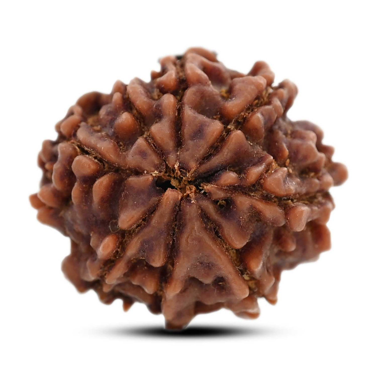 8 Mukhi Rudraksha (Nepal) 22 M.M.