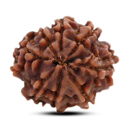 8 Mukhi Rudraksha (Nepal) 22 M.M.