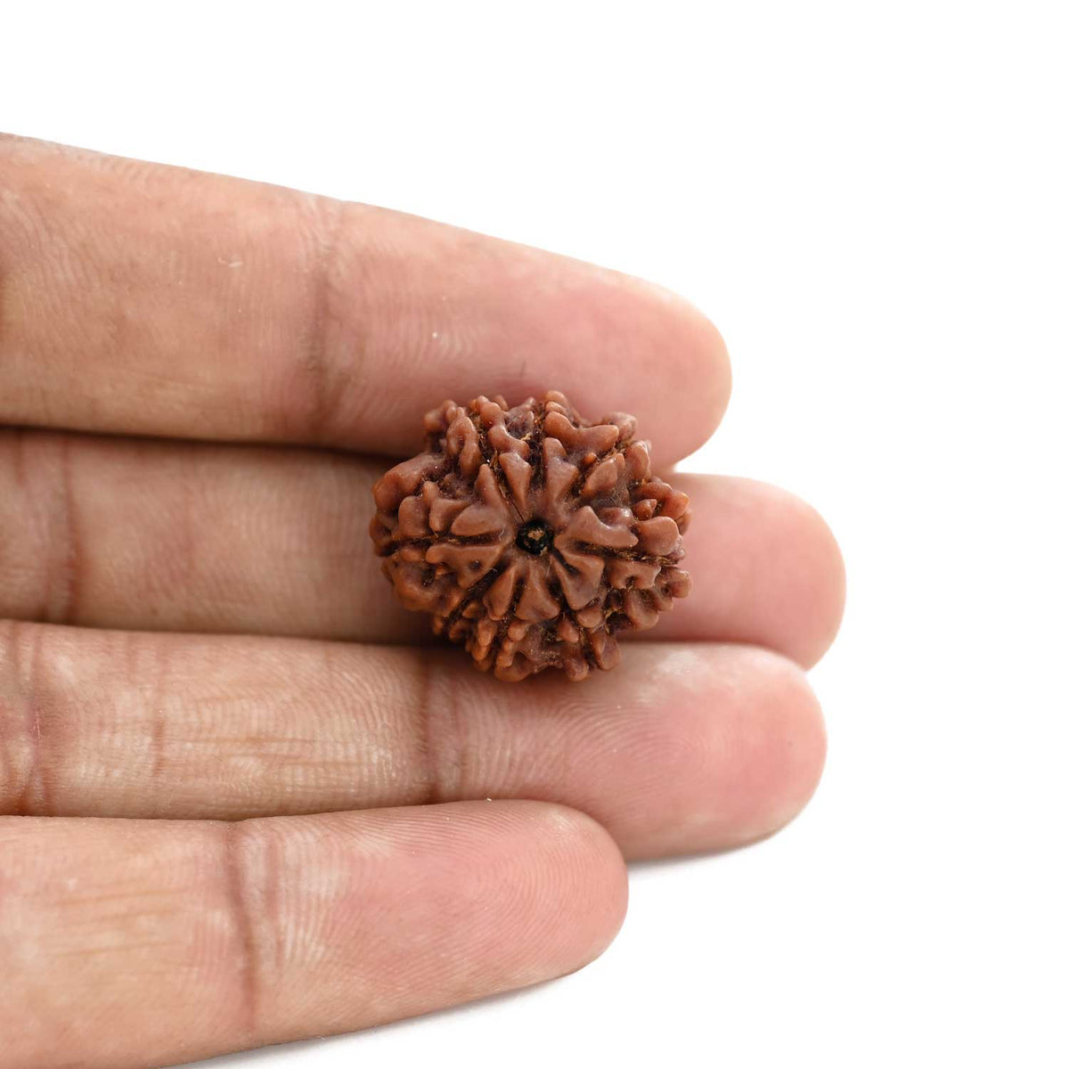 8 Mukhi Rudraksha (Nepal) 22 M.M.
