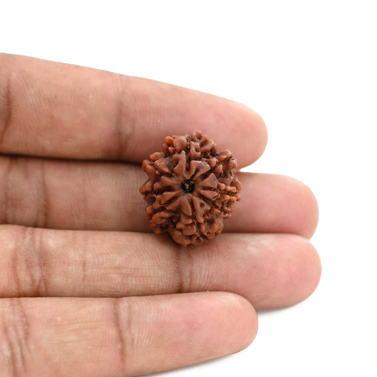8 Mukhi Rudraksha (Nepal) 22 M.M.
