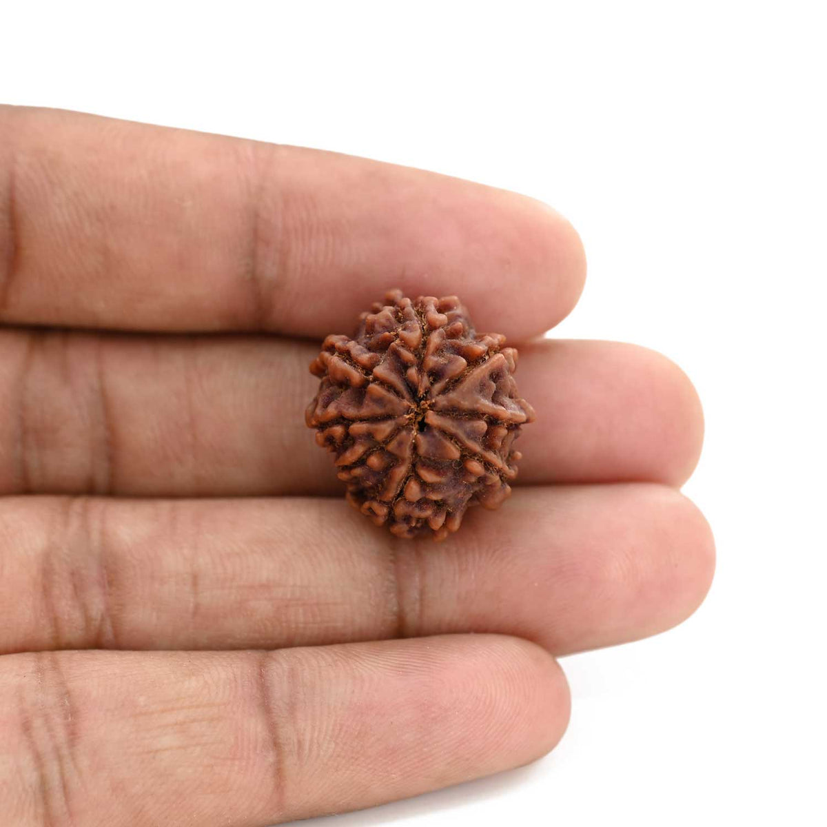 8 Mukhi Rudraksha (Nepal) 22 M.M.