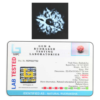 8 Mukhi Rudraksha (Nepal) 22 M.M.