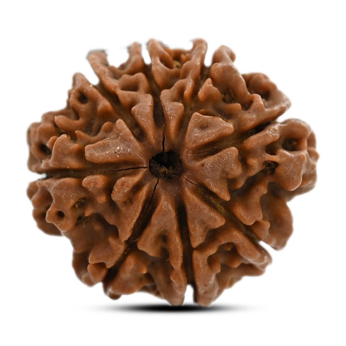 8 Mukhi Rudraksha (Nepal) 22.1 M.M.
