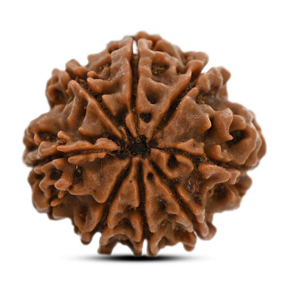 8 Mukhi Rudraksha (Nepal) 22.1 M.M.